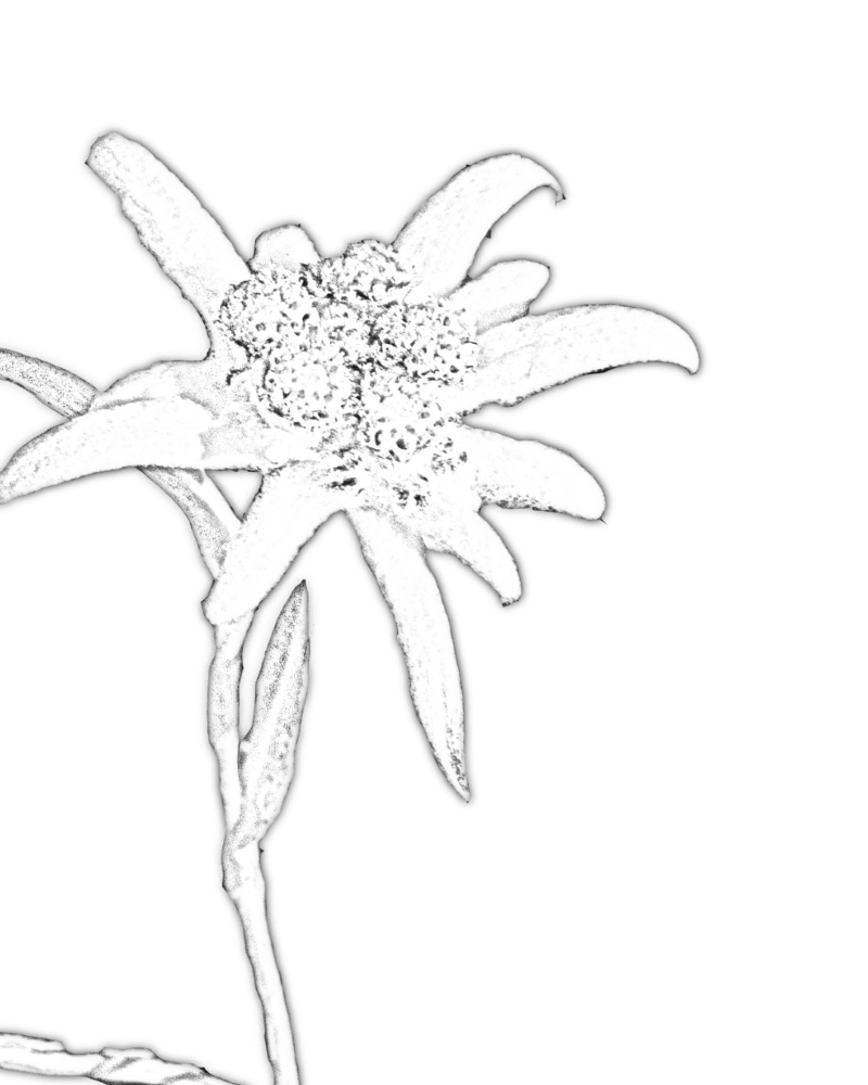 Collection of jewelry crafted in peyote stitch technique from Japanese Miyuki Delica beads in neutral designs inspired by edelweiss flower - Fleur Du Jour