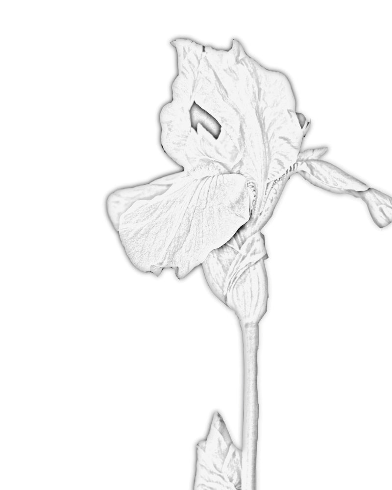 Collection of jewelry crafted in peyote technique from Japanese Miyuki Delica beads in designs inspired by iris flowers - Fleur Du Jour