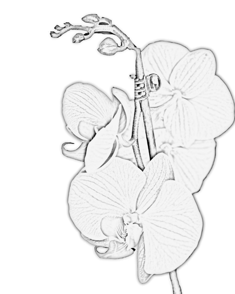 Collection of beaded jewelry crafted in peyote stitch technique from Japanese Miyuki Delica beads in designs inspired by blossoming orchids - Fleur Du Jour