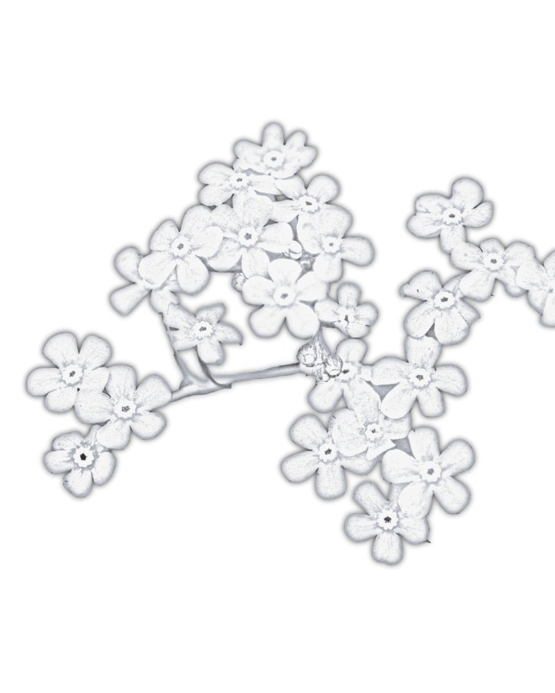 Collection of jewelry crafted in peyote stitch technique from Japanese Miyuki Delica beads in designs inspired by forget-me-not flowers - Fleur Du Jour