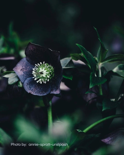 Christrose Perlen-Ohrringe – Hängend - Blumenohrringe - Fleur Du Jour