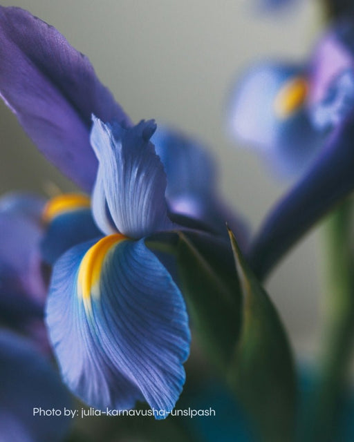 Iris flower