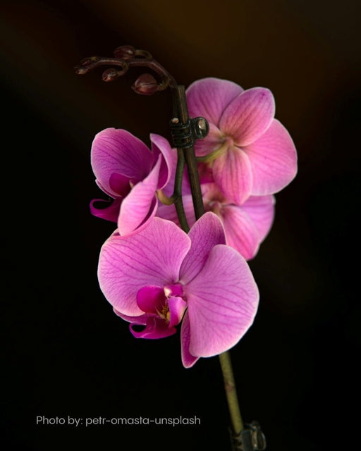 Orchid flower