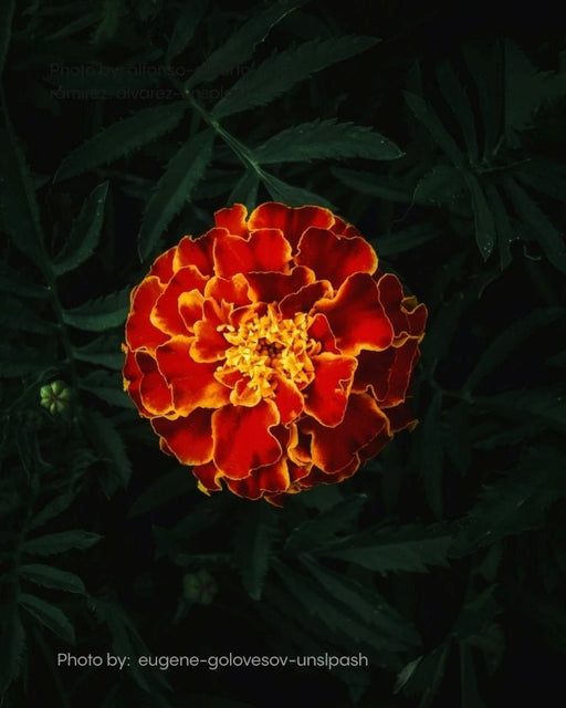 Marigold flower