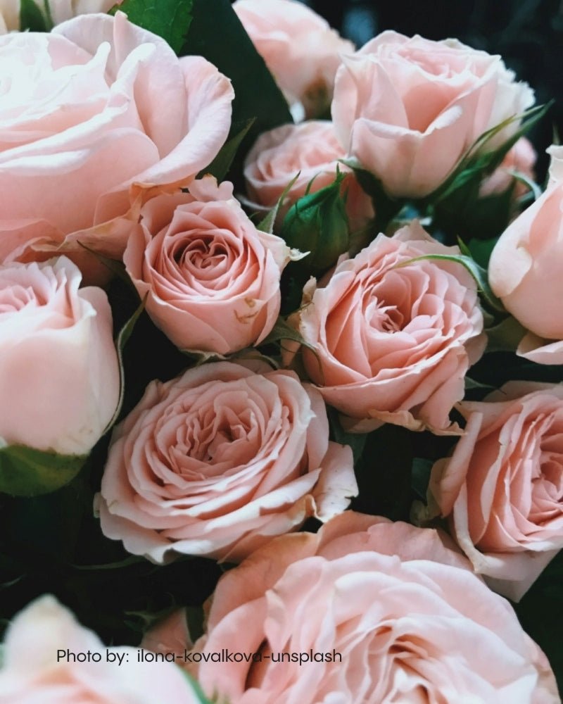 Blossoming pale pink roses