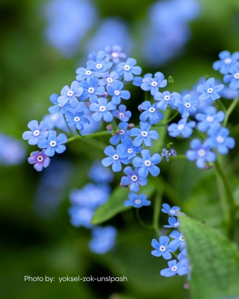 Forget-me-not flowers