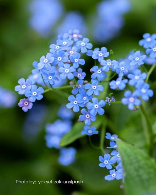 Forget-me-not flowers